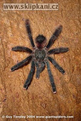 Avicularia_avicularia_avicularia